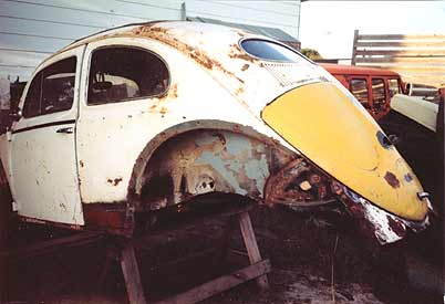 oval window beetle restoration