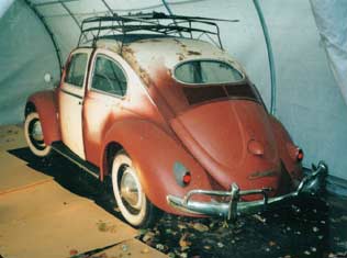 Oval Window Beetle